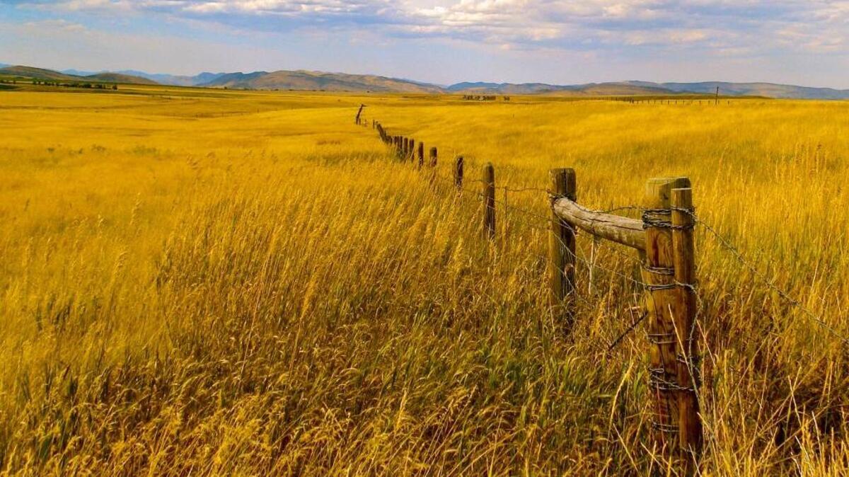 First place in novice category: Diane McKinnery, “Big Country”
