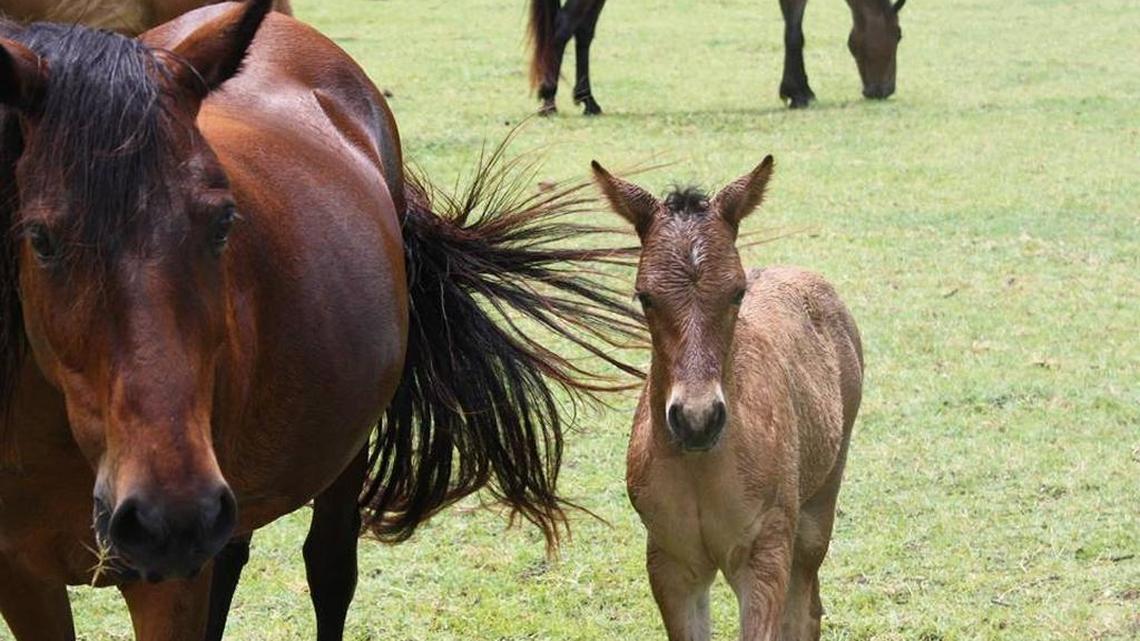 ‘Barn Raiser’ to benefit marsh tacky horses