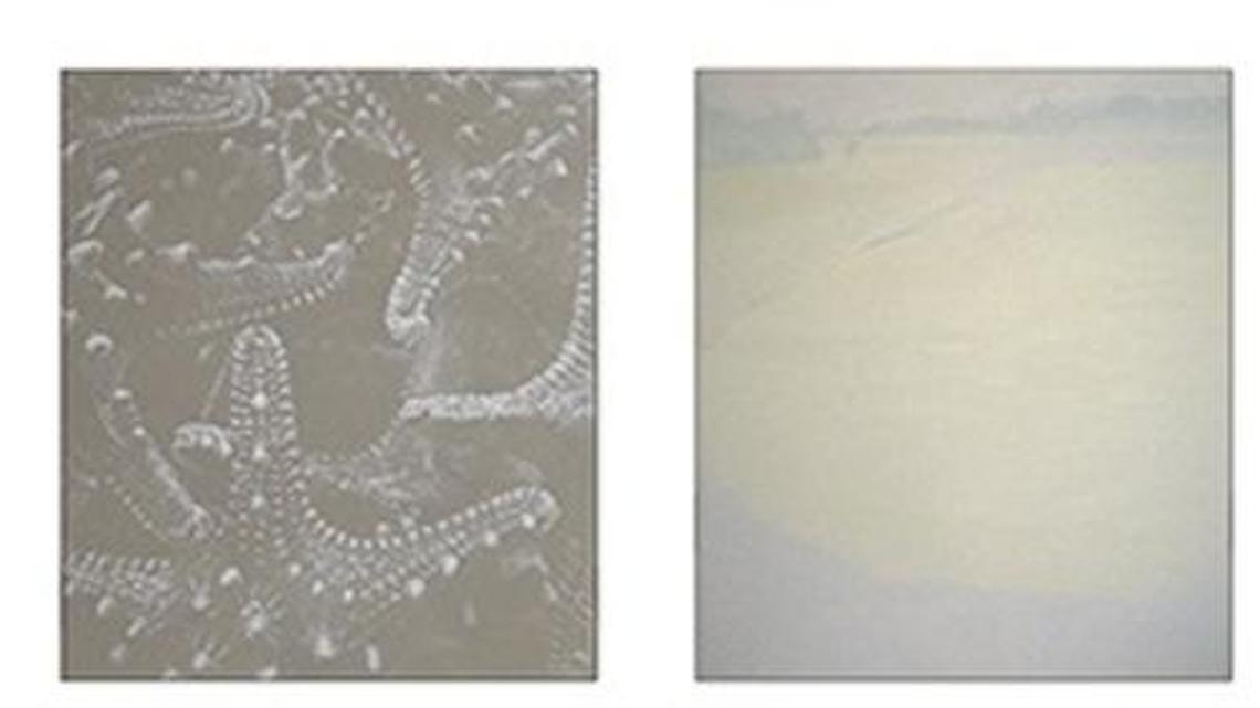 Lucas:‘White’ exhibit on display at Hilton Head design store