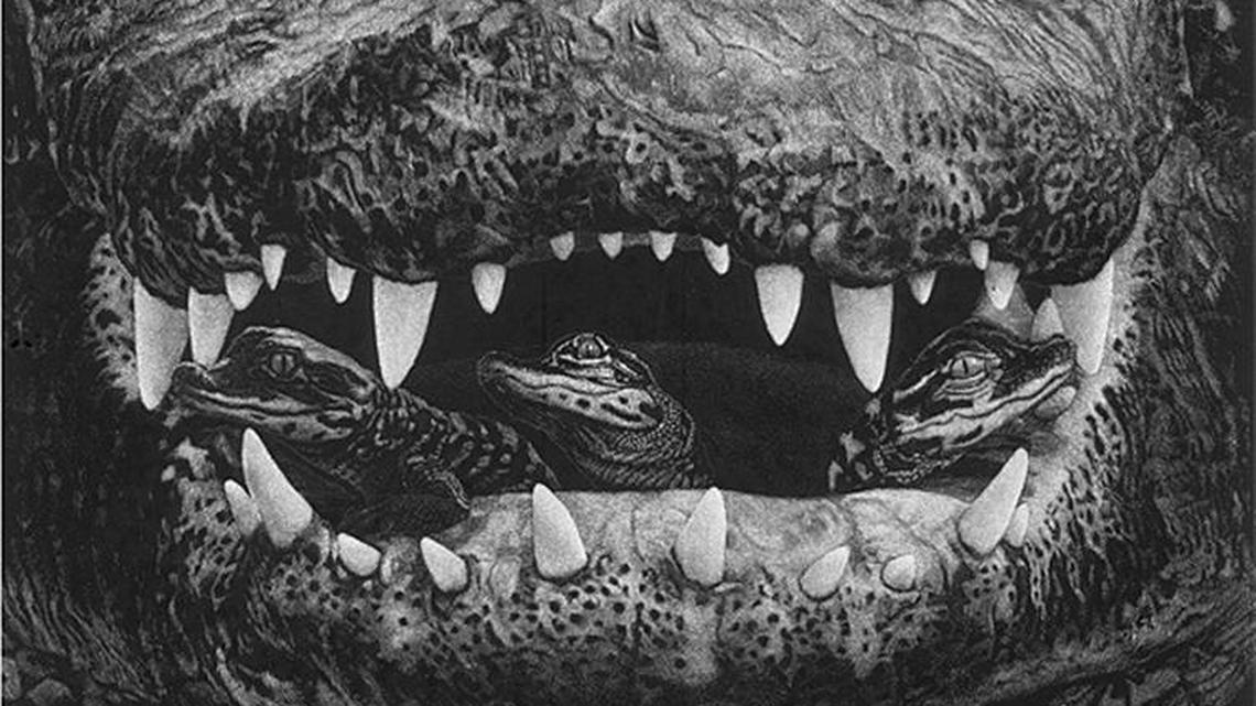 Lucas: Hilton Head Island exhibit features variety of crocodilian species