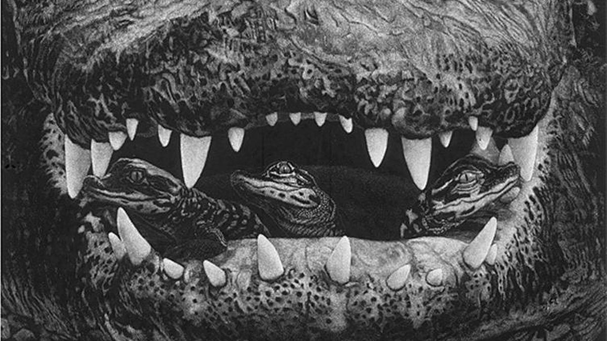 “Crocodilian Scratchboards by John Agnew” is now running at the Coastal Discovery Museum.