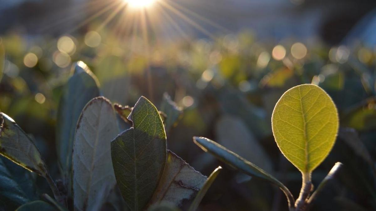 The 2015 winner of the Dale Westcott high school nature contest was Andres Salvador whose work is pictured here.