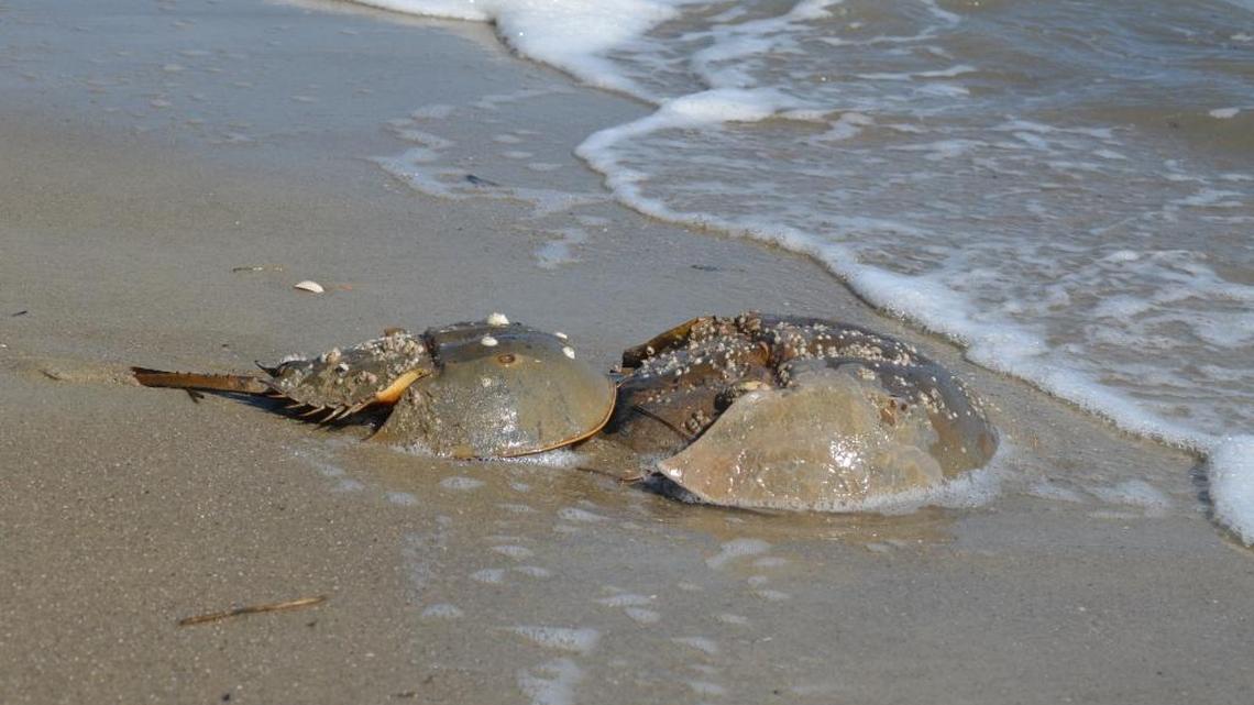 Lucas: Hilton Head museum times educational series with horseshoe crab spawning season
