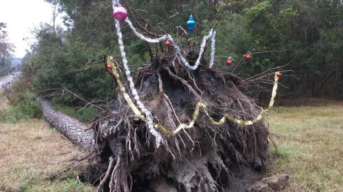 Ornaments and tinsel hang from the exposed root ball of a downed pine tree on Monday, Dec. 18, 2017, in Bluffton, S.C.