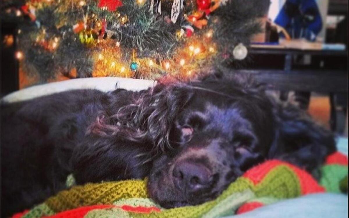 Our dog, Chevy, sleeps in front of our scotch pine tree on Christmas morning, Dec. 25, 2013, in Columbia, Mo. The tree was our first — and last — scotch pine, and Chevy was tired from destroying his newest chew toy.