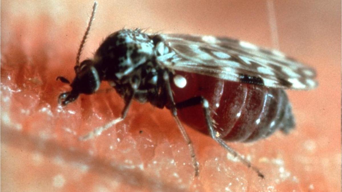 A biting midge, also known in the Lowcountry as a sand gnat or a no-see-um.