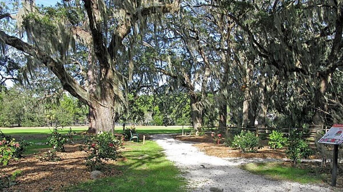 The Camellia Garden at the Coastal Discovery Museum on Hilton Head Island is open to the public.