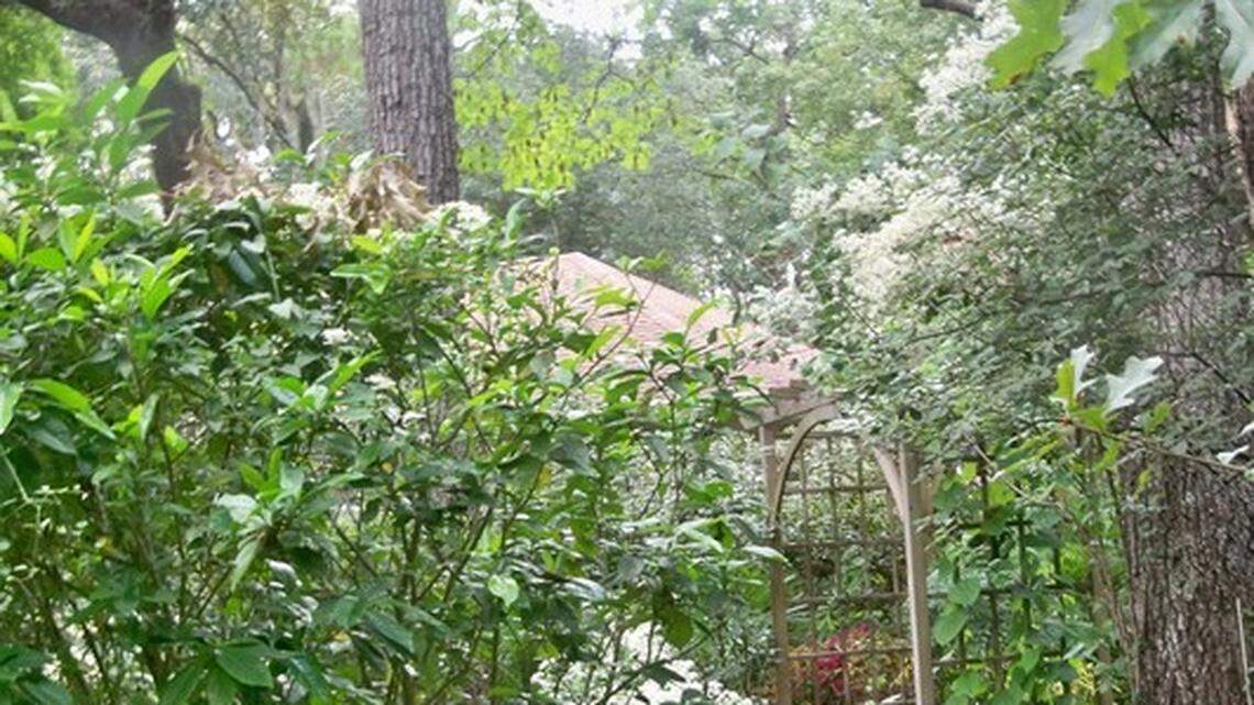 Clematis is queen of the vines in the Lowcountry