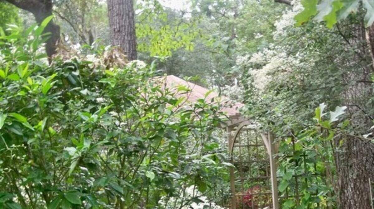 The sweet scented autumn clematis flowers in late August and perfumes the air for weeks.
