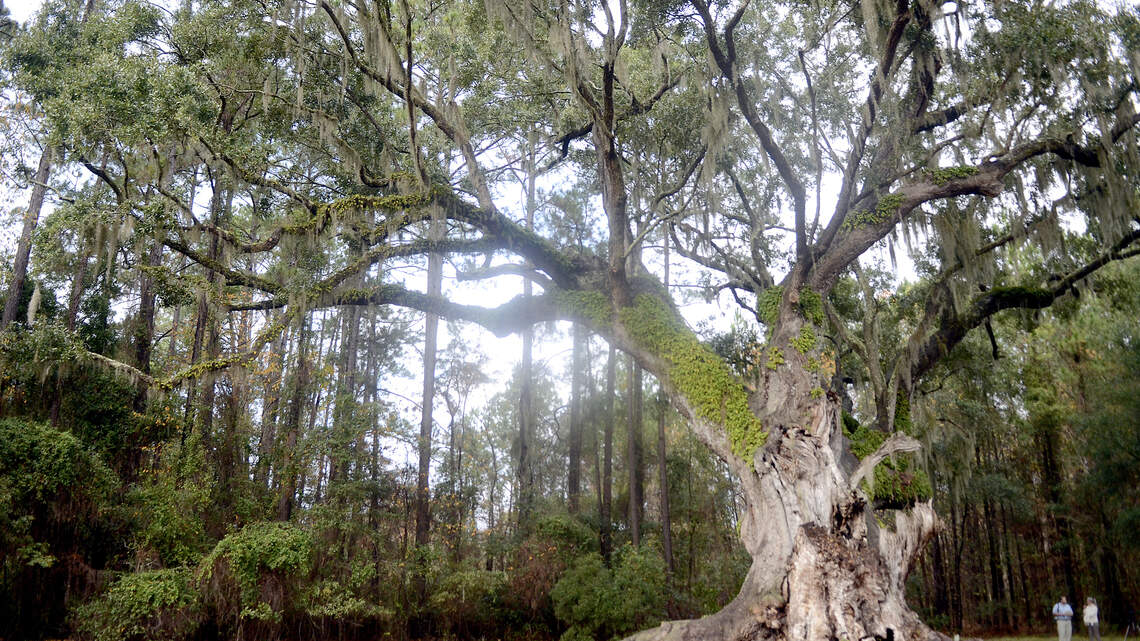 How the Cherry Hill Plantation live oak became SC Heritage Tree of the year 