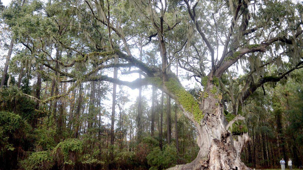 The Cherry Hill Plantation live oak won the state's Heritage Tree Award for 2013.