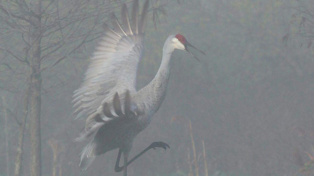 Denny Baer's photo, "Fog Dance."