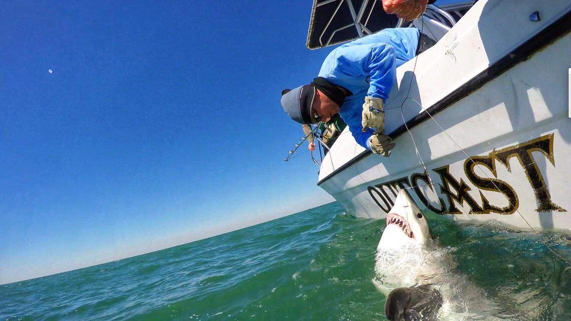 Chip Michalove and Outcast Sport fishing crew catch a great white shark off the coast of Hilton Head Island in this photo from 2018.