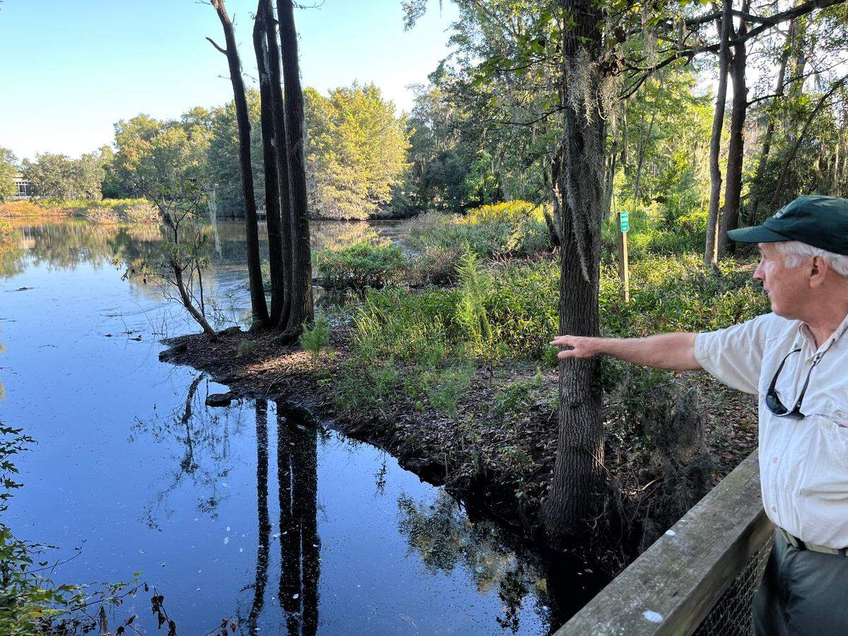 Dean Harrigal of Folk Land Management, Inc. explains where a new water control system will be installed at Cypress Wetlands in Port Royal. The level of pond is being lowered so the work can be completed.