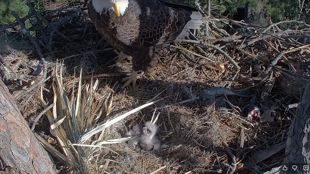 Hilton Head eagle couple, Gracie and George, welcomed their second egg of the season on Dec. 30 at 10:03 a.m.