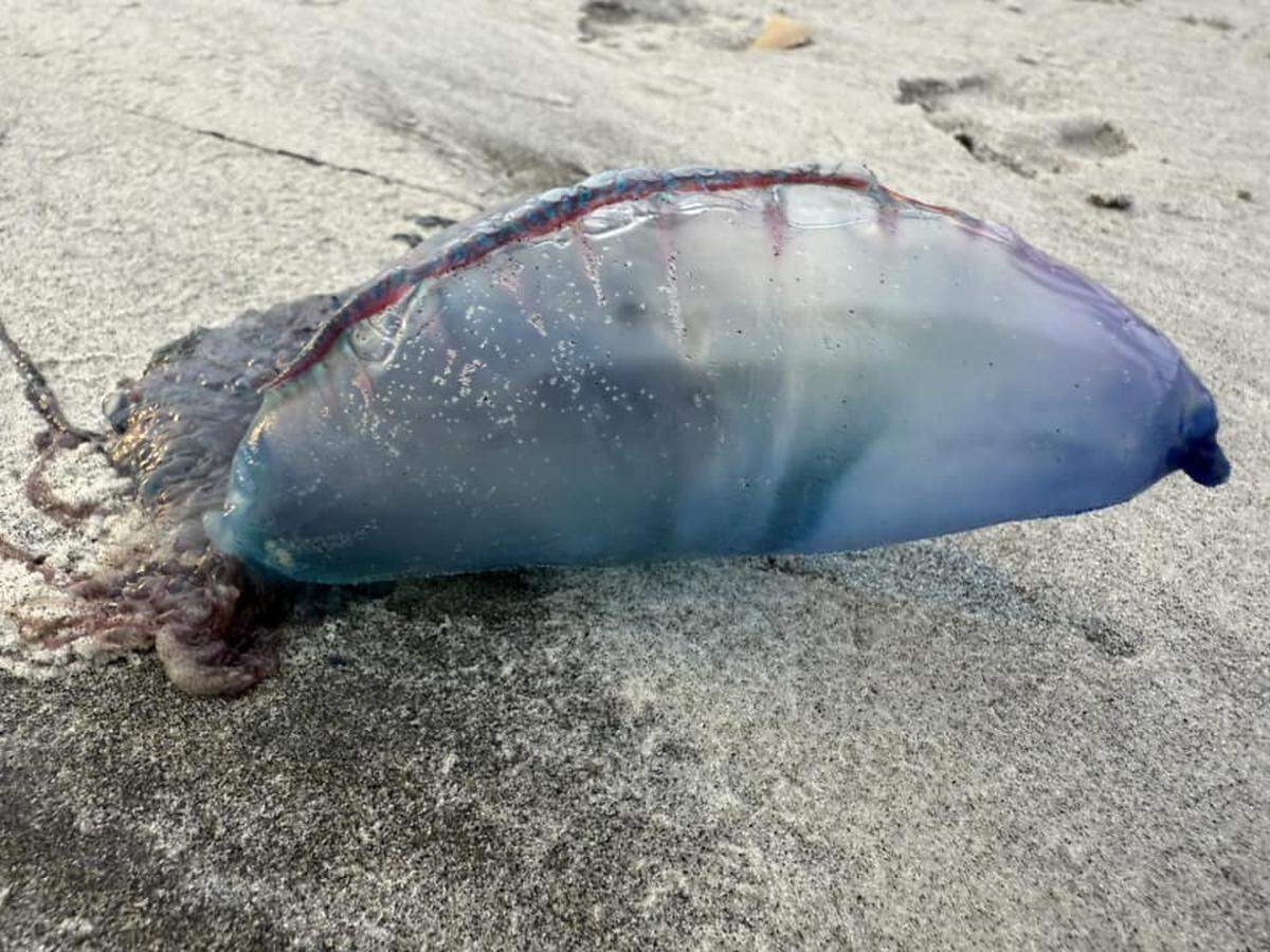A Portuguese man-of-war was seen on the south-end beach of Hunting Island on Sunday morning as the species began washing onto shores in the Hilton Head Island area. Environmental officials remind beachgoers not to touch the colorful blobs, as their barbed tentacles can sting humans even after the creature has died.