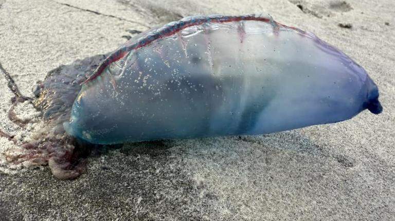 Men-of-war arrive on Hilton Head beaches. What to know about the bright, toxic creatures