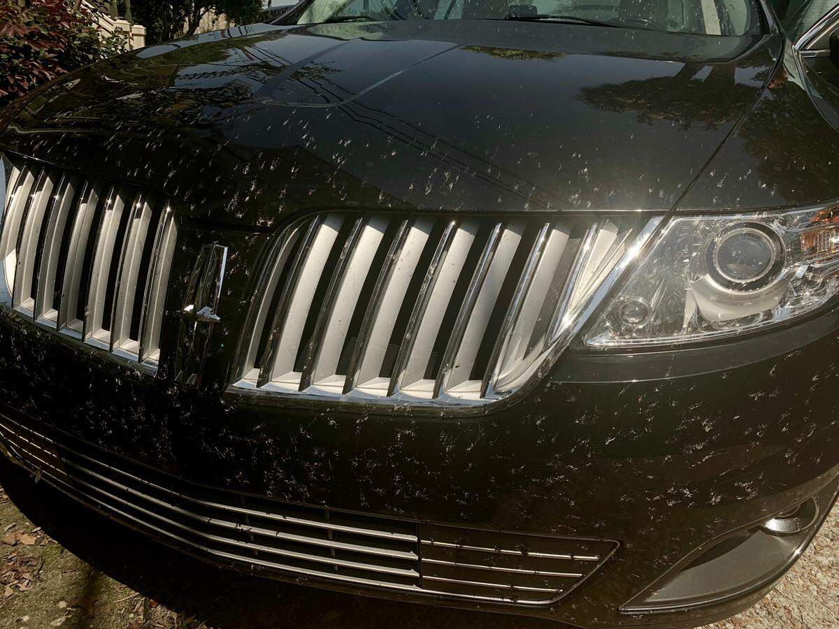 Lovebugs can chip car paint if you don’t wash them off immediately.