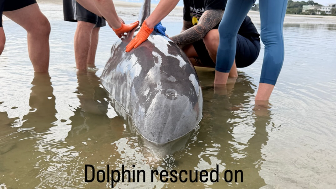 Stranded dolphin saved off the coast of Hilton Head. How did he get stuck there?