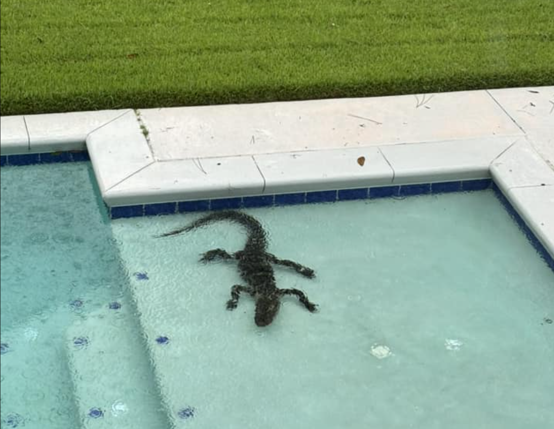 A resident of Long Cove spotted this “unwelcome visitor” in her backyard pool on Monday as Tropical Storm Debby began its deluge of rain on the Lowcountry.