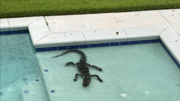 Debby washes Hilton Head’s alligators into odd places. Here’s where they’ve been found