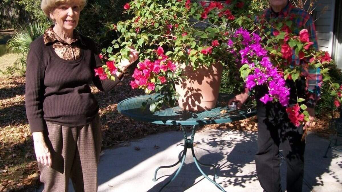 Virginia and Gerald Williams stand with their very unusual Bougainvillea in Hilton Head Plantation.