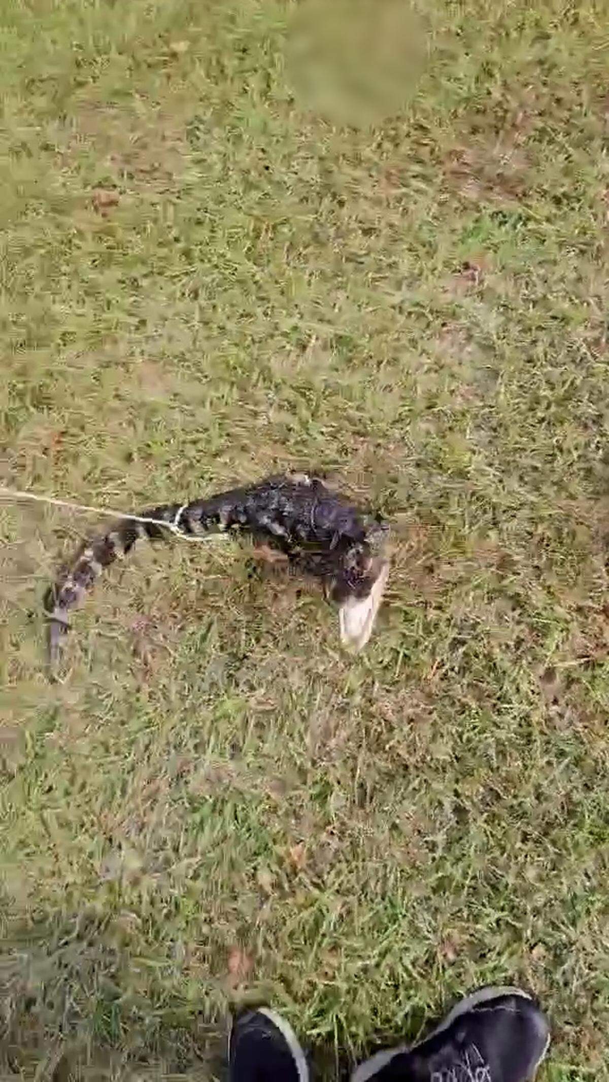 A young alligator lunges at Travis Goudy, who took this cellphone video on Nov. 19, 2024 of two young men who illegally captured an alligator from a neighborhood along Okatie Highway.