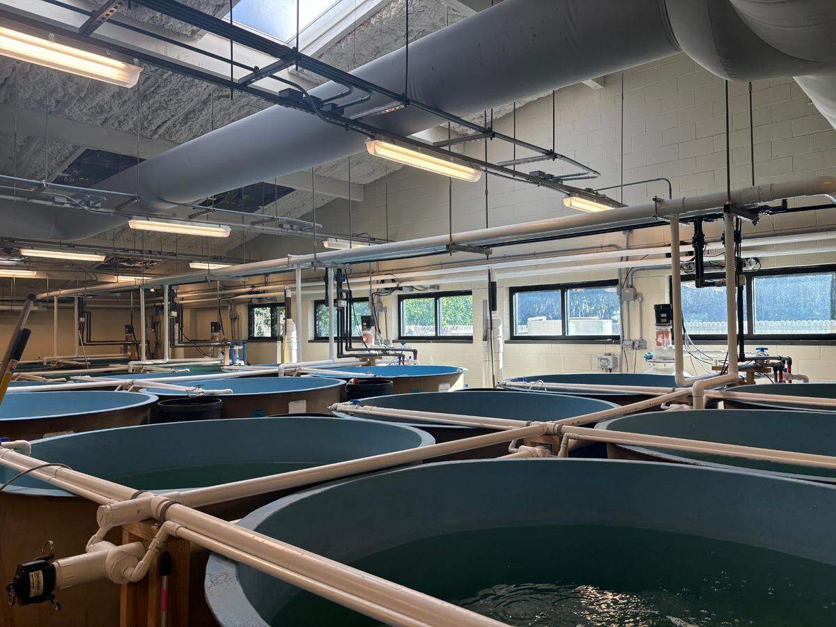 Southern flounder live in large blue tanks at the SCDNR’s Waddell Mariculture Center. In order to bolster the declining southern flounder stocks across the region, the agency is breeding the fish in captivity with plans to release them into state water in 2026. 