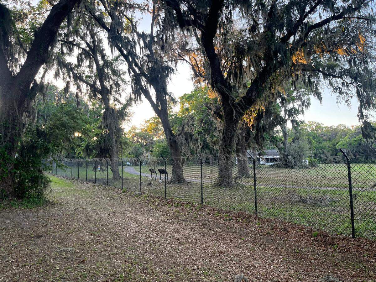 A plan to remove trees on the Naval Hospital is raising concerns in the town of Port Royal. This photo was taken from Fort Frederick Heritage Preserve next door to the hospital property. The locations of specific trees slated for removal have not been made public.