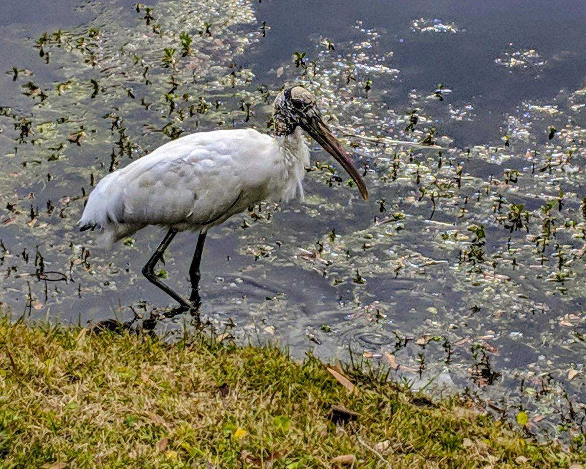 A Wood Stork pauses in its search for prey at a Hilton Head Island lagoon.