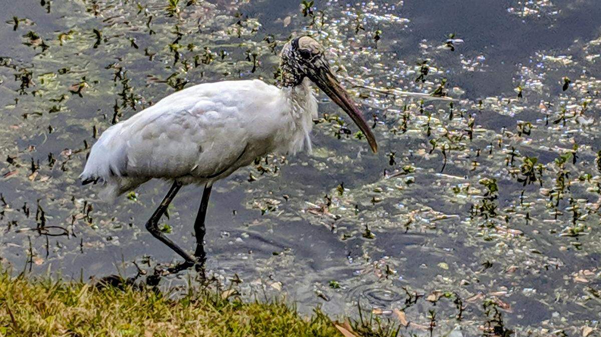 A Wood Stork pauses in its search for prey at a Hilton Head Island lagoon.