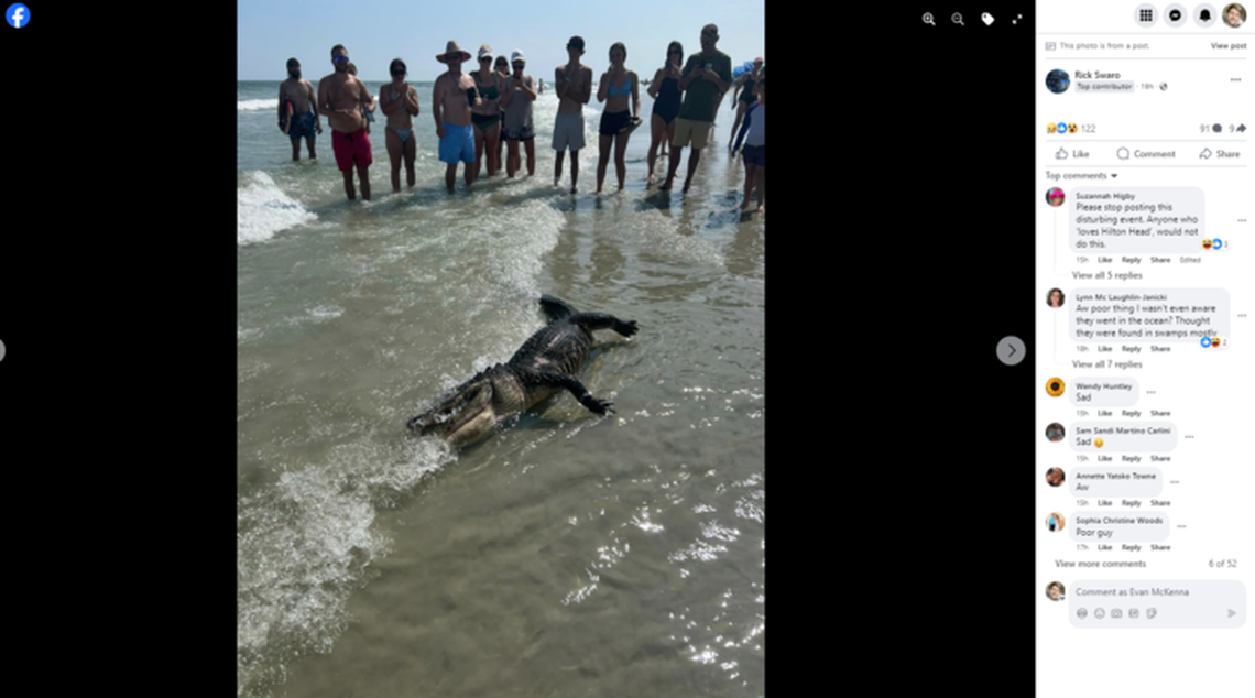 Waves off Hilton Head carried a six-foot alligator carcass ashore Monday afternoon, prompting large crowds of beachgoers who wondered how the freshwater reptile ended up on Coligny Beach. Lifeguards from Shore Beach Service buried the animal nearby.