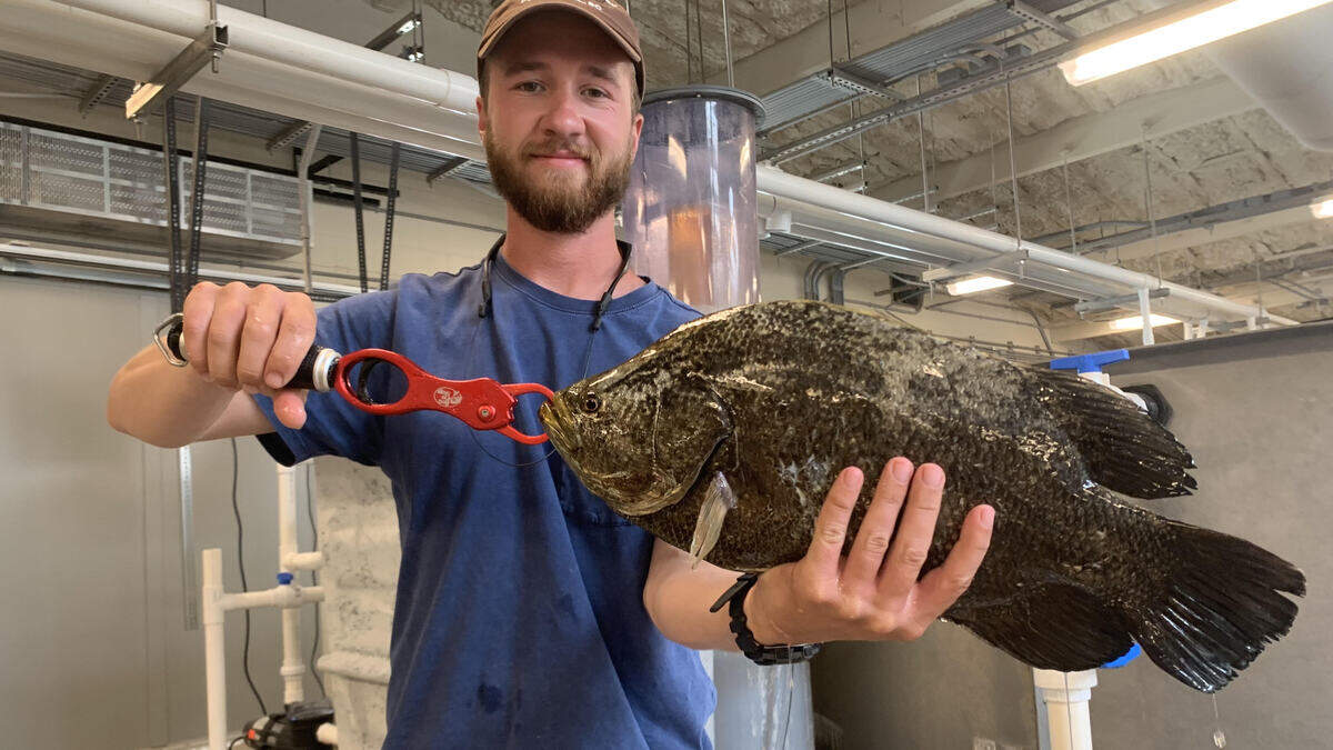 Waddell Mariculture Center biologist Jake Morgenstern with the tripletail that didn’t get away.