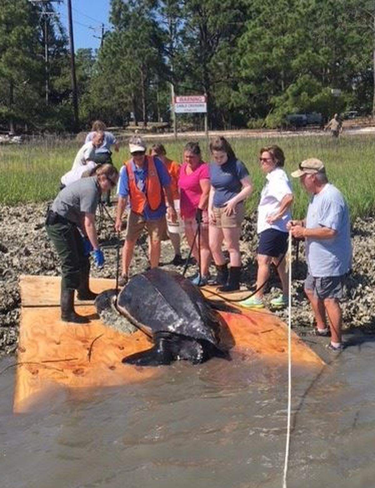 A rare leatherback sea turtle was seen struggling in the water between Hunting Island and Fripp Island on Saturday. Rescuers were able to free it from the rope of a crab pot, and it was released after being checked out by a vet.