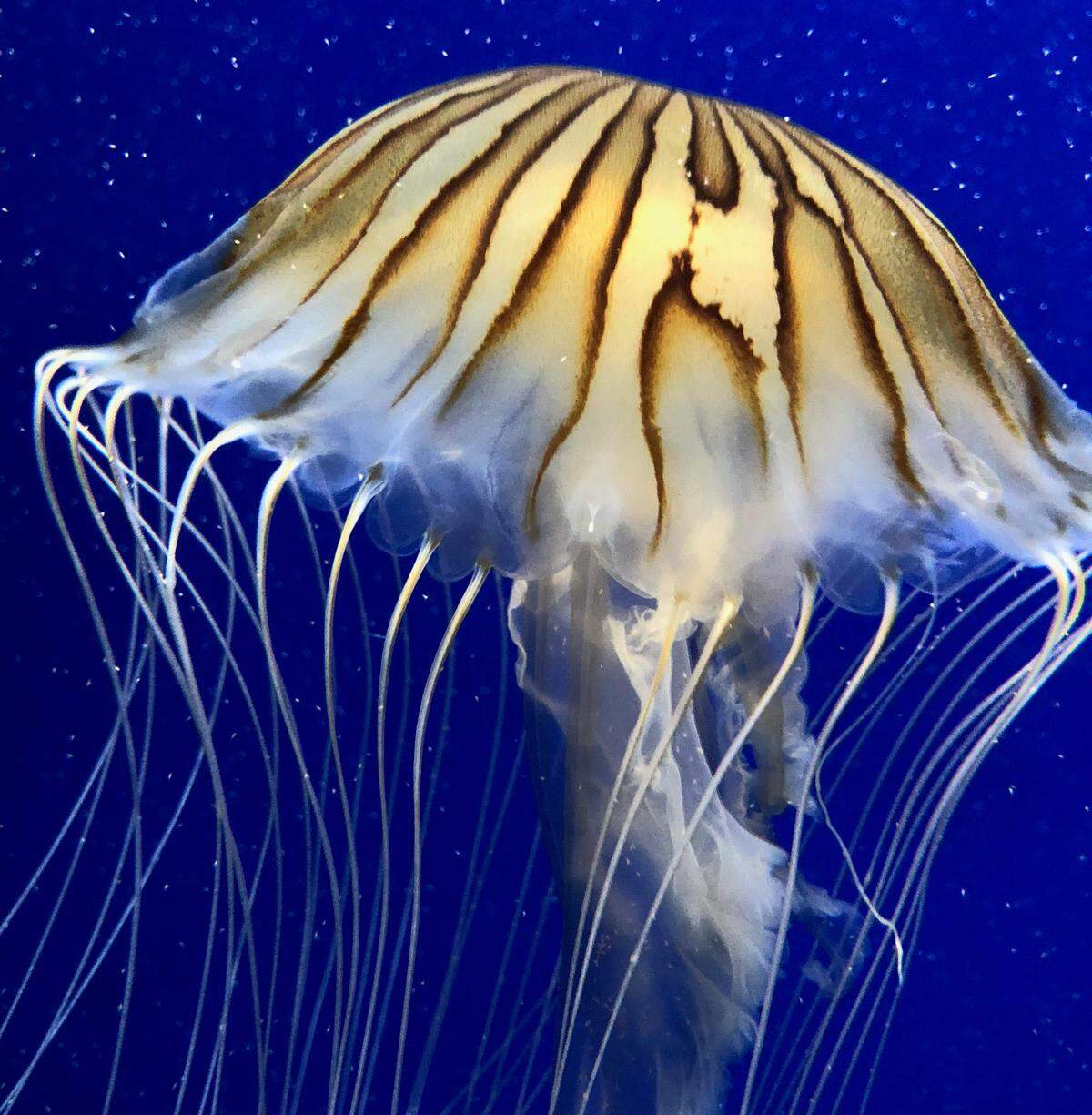 A sea nettle swims through an exhibit at the Georgia Aquarium in Atlanta on July 1, 2018.