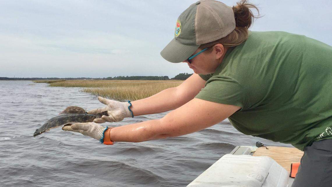 Flounder population hits historic low in SC. What local biologists propose to fix it