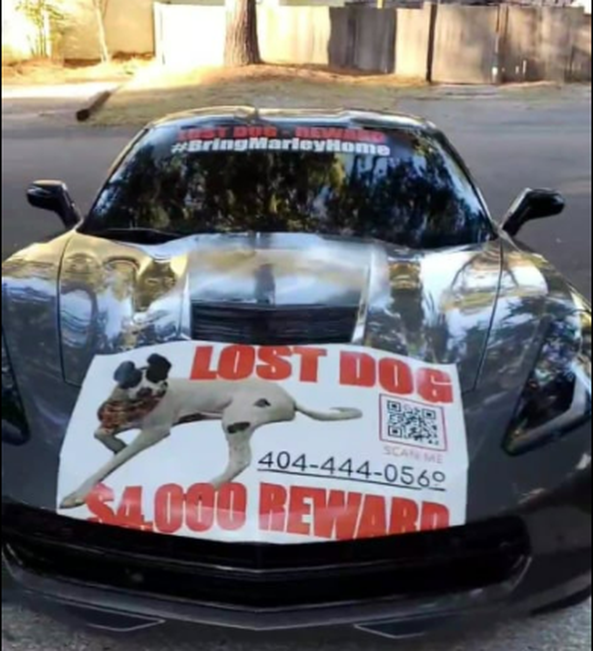 A family is offering cash and Corvet for information about a dog named Marley they lost on Hilton Head Island.