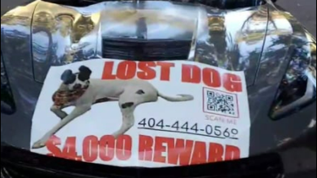 A family is offering cash and Corvet for information about a dog named Marley they lost on Hilton Head Island.