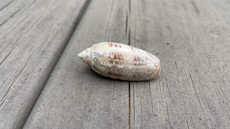 Did you know SC has a state seashell? What to know about it and the critter that calls it home