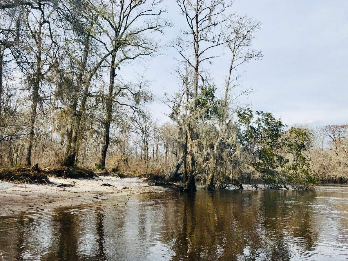 Parker’s Ferry on the Edisto River is the site of a Patriot victory during the Revolutionary War. Gen. Francis Marion, the famous “Swamp Fox,” and his men successfully ambushed a pursuing patrol of Loyalist, British and German troops as they charged along the causeway leading to the river. Today, the approximate location is a sandy beach with Spanish moss-draped trees.
