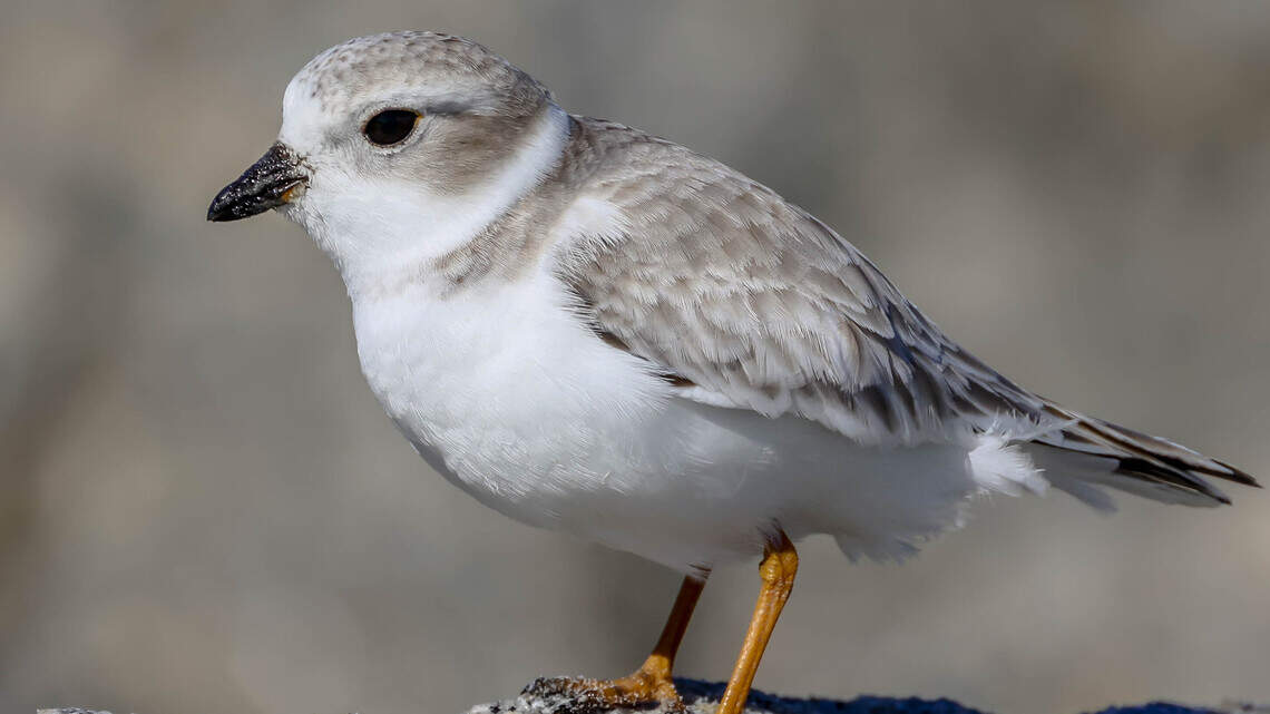 This endangered bird finds winter refuge on Hilton Head beaches ...