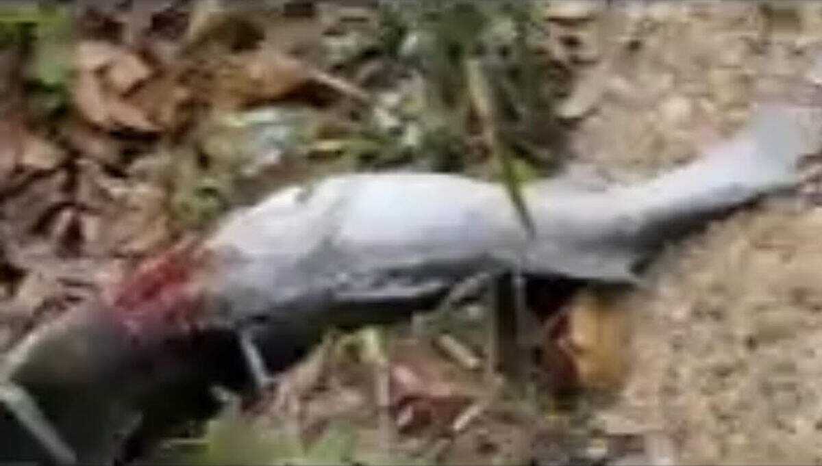 A woman said bald eagles dropped this fish on her Sea Pines courtyard