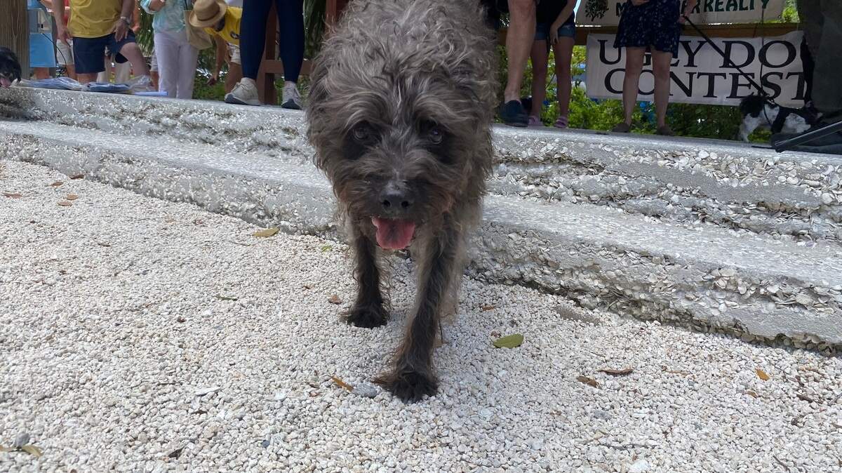 Ten-year-old Charlie was crowned Bluffton’s ugliest dog at the contest during Mayfest on Saturday, May 7, 2022. It’s the fifth time he’s taken the title.