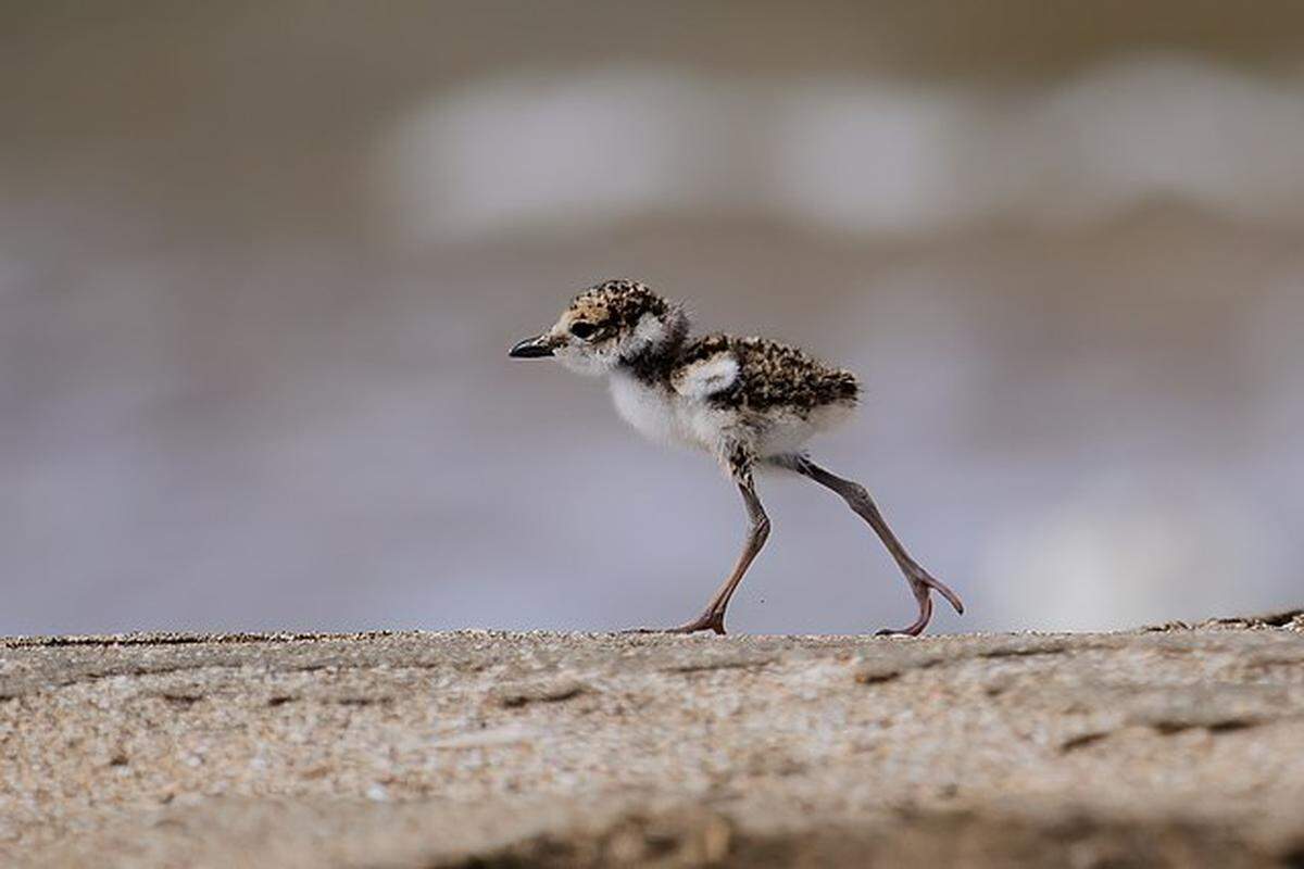 A still-to-young-to-fly Wilson’s plover chick.