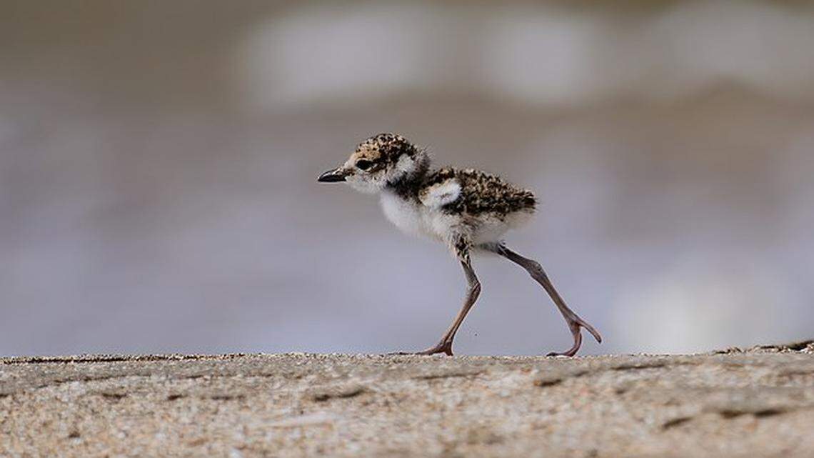 A still-to-young-to-fly Wilson’s plover chick.