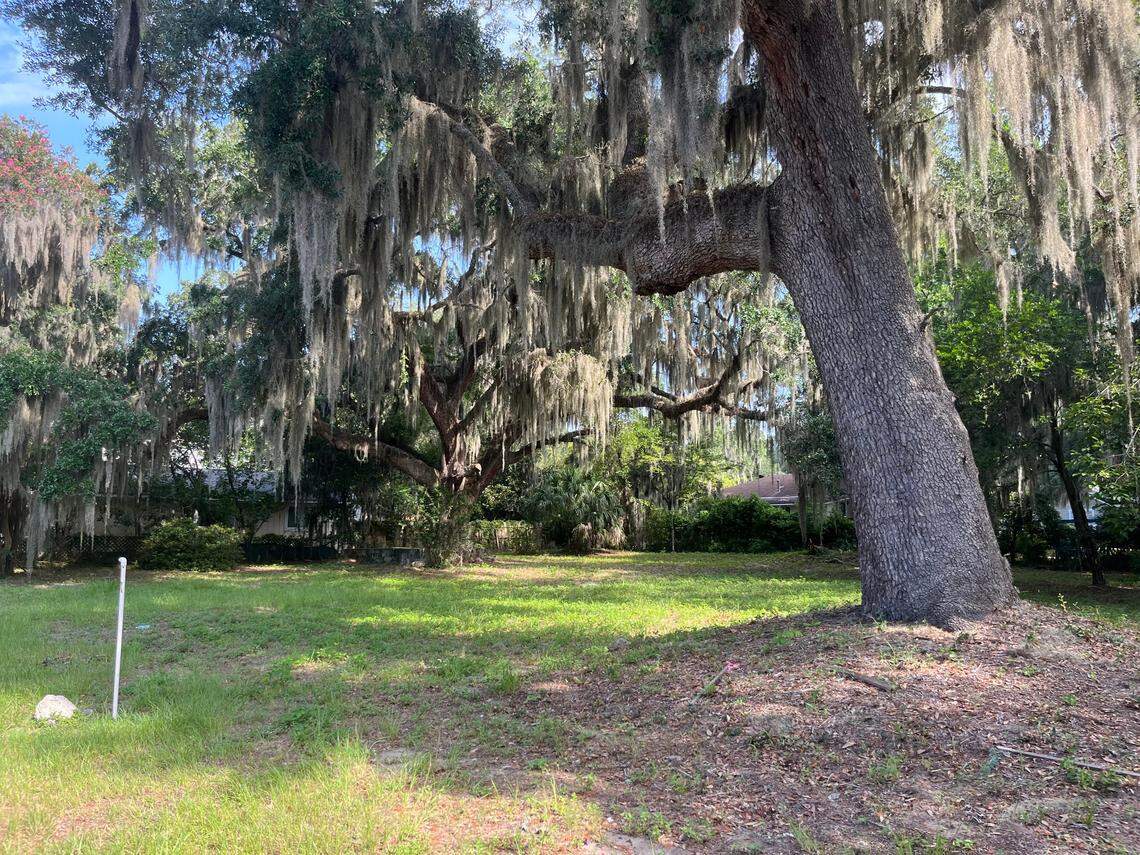 Port Royal residents told the Town Council on Wednesday not to OK the removal of two live oak trees on 12th Street to make way for five houses.