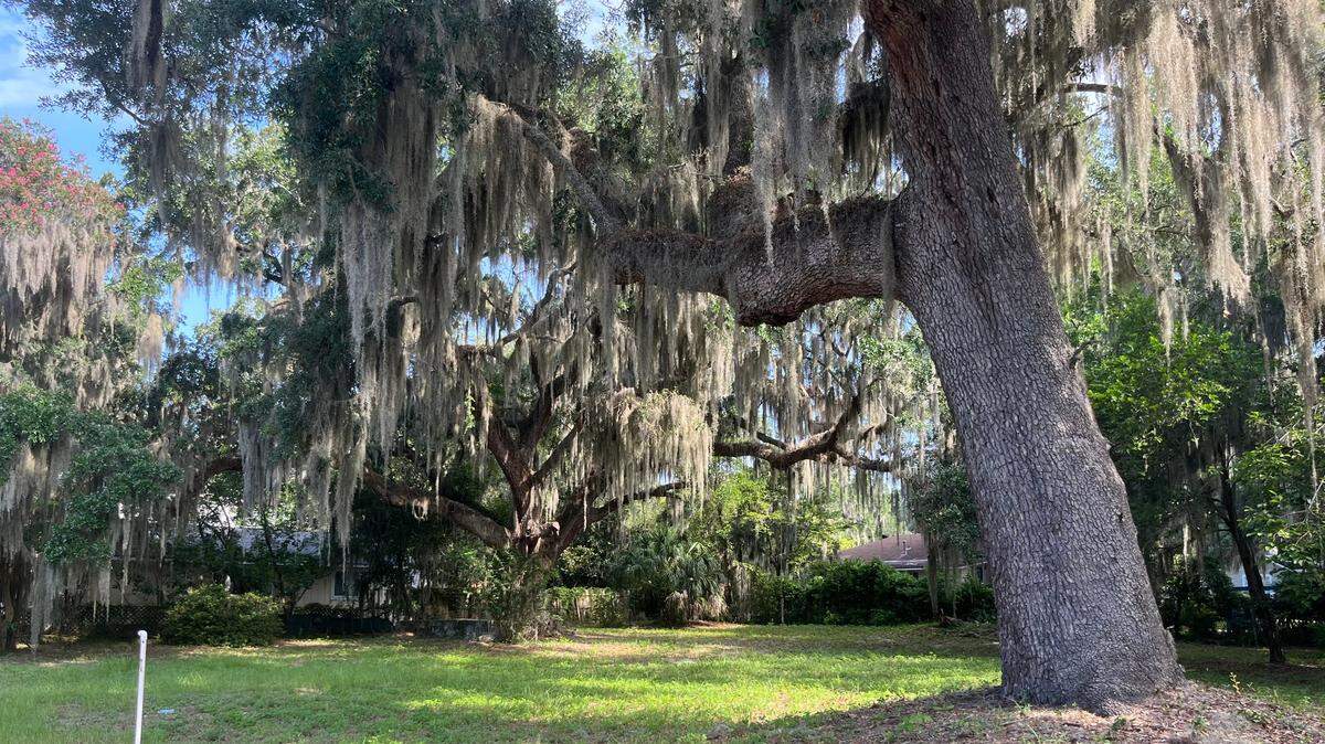 Port Royal residents told the Town Council on Wednesday not to OK the removal of two live oak trees on 12th Street to make way for five houses.