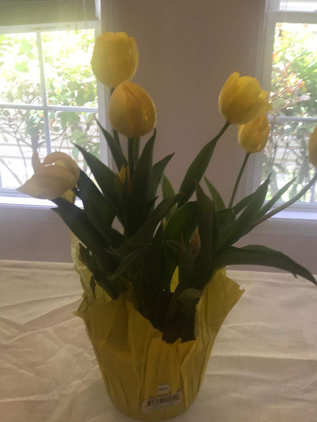 Tulips left on Arlene Spiegel’s doorstep in Bluffton for her 2020 Seder meal. Community members donated food for her traditional Jewish meal.