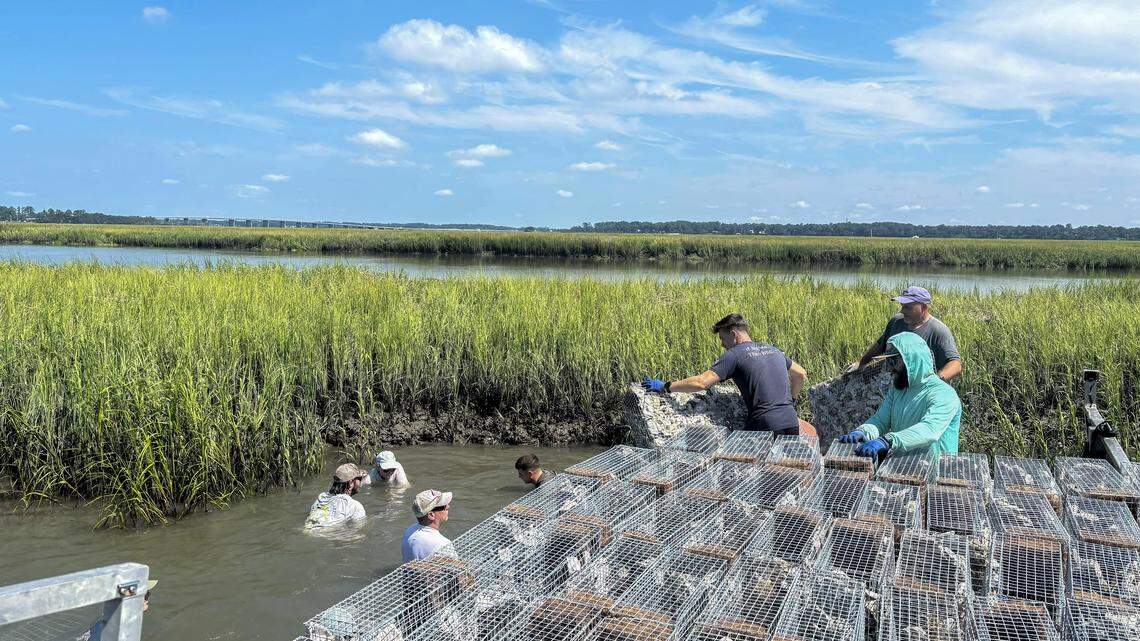 As shorelines erode in Beaufort County, the humble oyster lends a helping hand