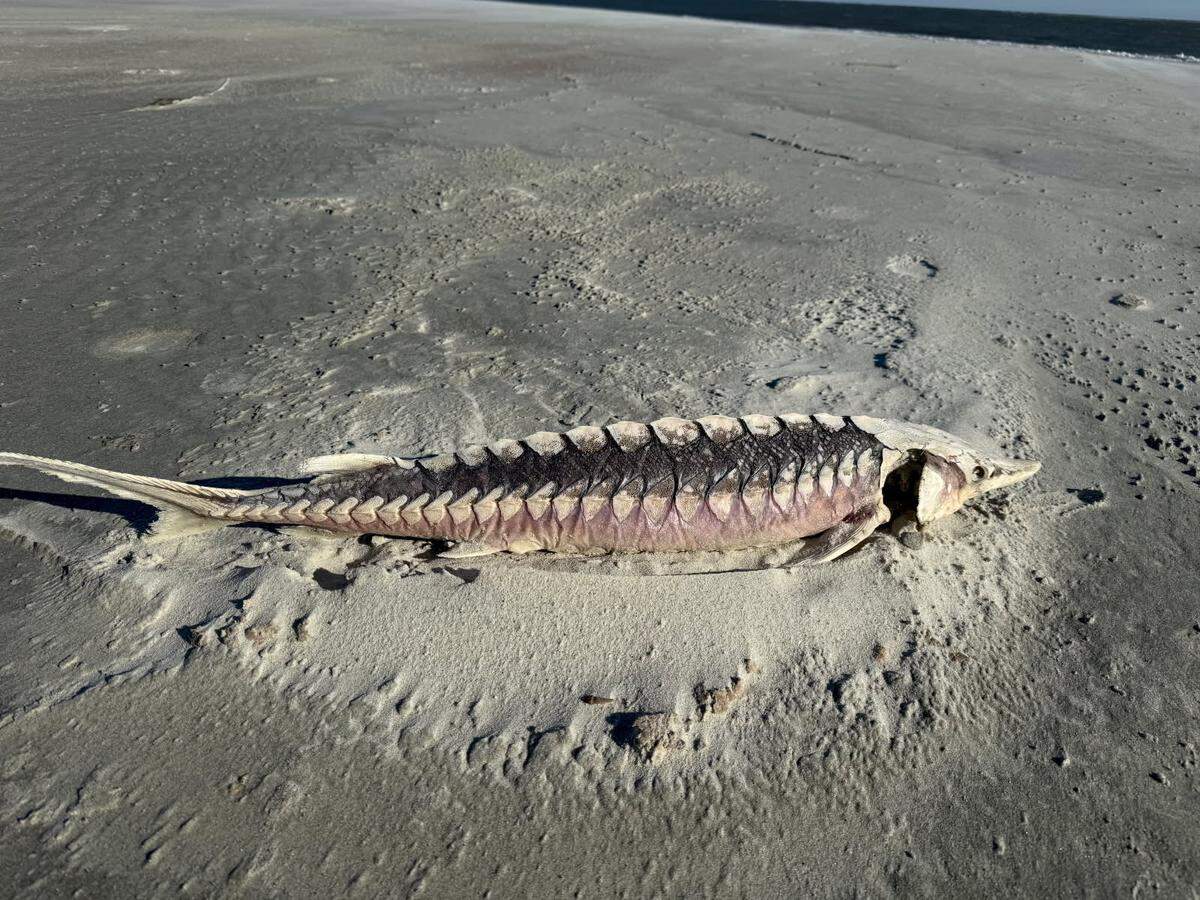 On Sunday, Jan. 11, Fripp Island resident Pete Sload was taking an afternoon walk along the beach when he discovered this sturgeon fish washed up on the shoreline.